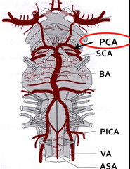 Describe the branches of the PCA in more detail