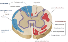 Describe the following for the Spino-olivary?  Tract and Position Sensation Carried Origin Termination