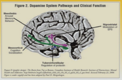Dopamine systems of the brain  which one controls the: EPS  which one regulates prolactin