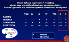 Global Aphasia vs Isolated Dysnomia