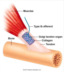 Golgi tendon organ (GTO) is what?