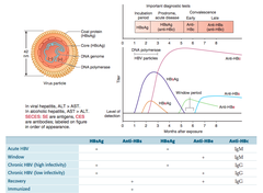 Hepatitis B serology