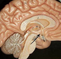 Hypothalamus