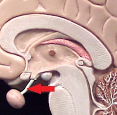 Infundibulum