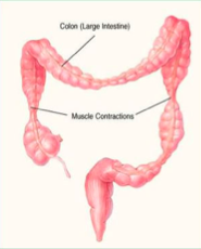 Irritable Bowel Syndrome (IBS) pathophys