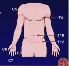 Key Cervical and Thoracic Dermatomes