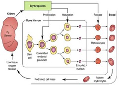 Kidneys and Blood Cell Production