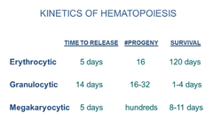 Kinetics of Hematopoiesis