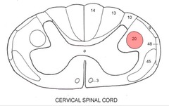 Lateral Corticospinal Tract