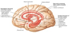 Limbic System