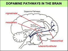 List the 4 well-defined dopamine pathways in the brain.