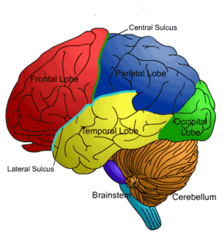 Lobes of the Brain