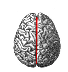 Longitudinal fissure