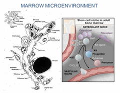 Marrow microenvironment