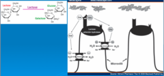 Mechanism of dietary lactose breakdown