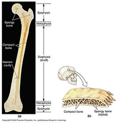 metaphysis