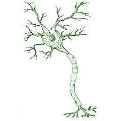 neuron