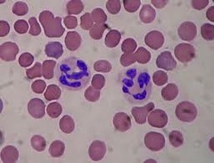 Neutrophils