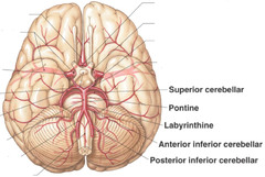 Note the locations of the following, what doe they supply? superior cerebellar Pontine labyrinthine anterior inf. cerebellar post. inf. cerebellar
