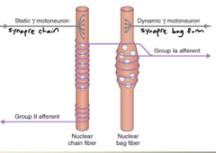 Nuclear chain fibers look like what?