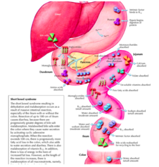 Nutrients absorbed in colon