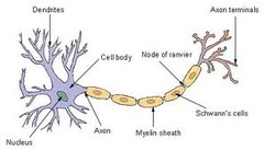 Parts of a Neurons