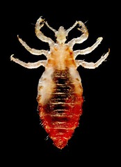 Pediculus humanus corporis (body louse)