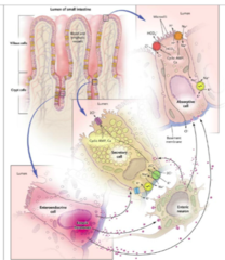 Secretory Type diarrhea pathophys