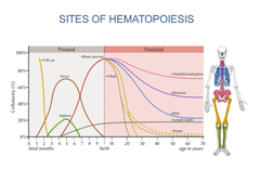 Sites of hematopoiesis