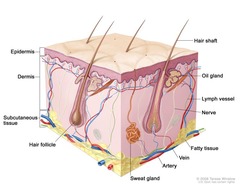 Skin Anatomy