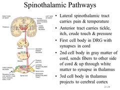 Spinothalamic Tract