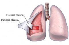 The pleura
