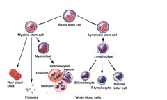 WBC Disorders (210 Hematology) | StudyHippo.com