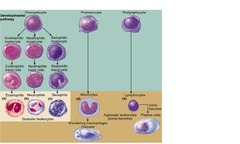 WBC Disorders (210 Hematology) | StudyHippo.com