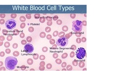 WBC Types (Peripheral Blood)