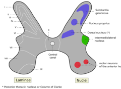 What are the three *Posterior Horn Nuclei* of the spinal cord Gray Matter?