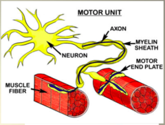 What is a *motor unit*?