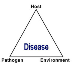 What is the disease pyramid?