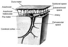 What is the function of the meninges?