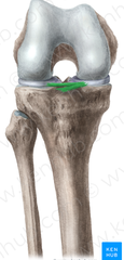 What is the transverse ligament of the knee
