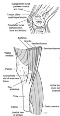 What muscles attached to the medial portion of the knee