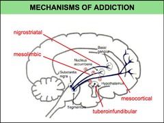 What neurological system is the prime target of addictive drugs?