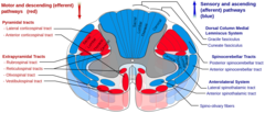 What will the patient experience with Posterior Cord Syndrome?