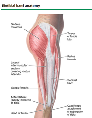 When palpating the knee what are you looking for?