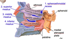 4 Spaces of Lateral Wall of Nasopharynx