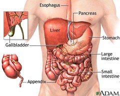 abdomin/o