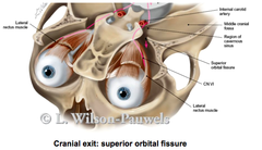 Abducens Nerve (CN VI)