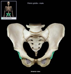 acetabulum