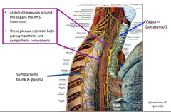 ANS is diffuse and difficult to dissect