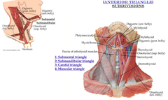 Anterior cervical region